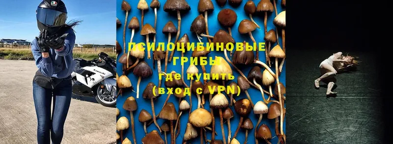 ссылка на мегу ONION  Петухово  Галлюциногенные грибы Psilocybe 